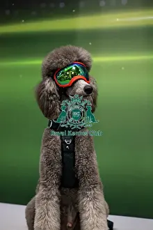 The Kennel Club Prints: Dumbo - Dog Influencer