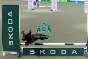 Dylan Osborne with Jelly, Competing in the Small Championship Agility Final