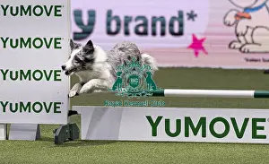 Agility Crufts Singles Final Small Prints: Get it with eager to work trained by Martin Reid
