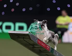 Agility Crufts Singles Final Small Prints: Get it with eager to work trained by Martin Reid