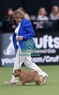 Easy, a Norfolk Terrier, competing in the Junior Warrant Final today (05)