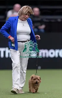 Crufts 2026 Junior Warrant Prints: Easy, a Norfolk Terrier, competing in the Junior Warrant Final today (05)