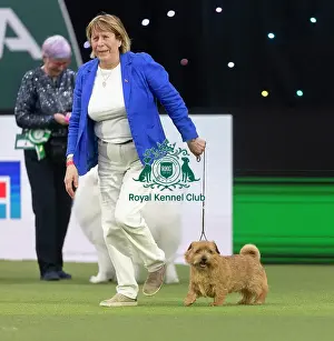 Norfolk Terrier Prints: Easy, a Norfolk Terrier, competing in the Junior Warrant Final today (05)