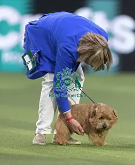 Norfolk Terrier Prints: Easy, a Norfolk Terrier, competing in the Junior Warrant Final today (05)