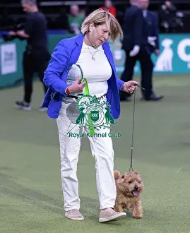 Norfolk Terrier Prints: Easy, a Norfolk Terrier, Winner of the Junior Warrant Final today (05)