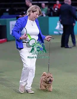 Norfolk Terrier Prints: Easy, a Norfolk Terrier, Winner of the Junior Warrant Final today (05)