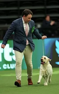 Official photos from Crufts 2023: Ed Casey from South Warwickshire with Ada, a Labrador, which was the Best of Breed winner today