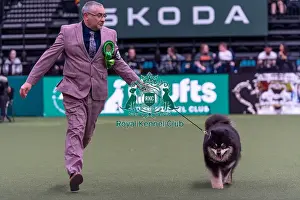 Finnish Lapphund Prints: Edward Forsey from Yeovil with Manu