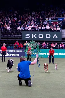Good Citizen Dog Training Scheme Prints: Elizabeth Rawlinson with her dog River competing in Good Citizen Dog Training scheme display in the main arena