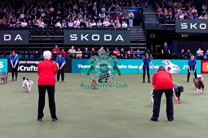 Good Citizen Dog Training Scheme Prints: Elizabeth Rawlinson with her dog River competing in Good Citizen Dog Training scheme display in the main arena