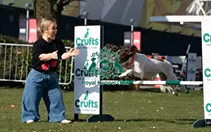English Springer Spaniel Prints: Ellie Simmonds OBE and Ozzy an English Springer Spaniel a first time competitor in Obreedience
