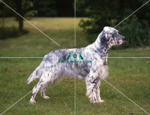 English Setter Our beautiful Wall Art and Photo Gifts include Framed Prints Photo Prints Poster Prints Canvas Prints Jigsaw Puzzles Metal Prints and so much more
