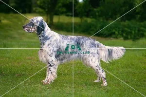 English Setter