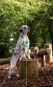 English Setter