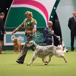 English Setter