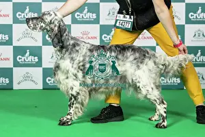 Sunday Prints: English Setter Best of Breed Crufts 2026
