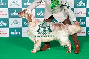 English Setter BOB