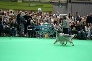 Rare Prints: English Setter showing