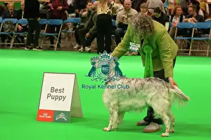 Dogs Prints: English Setter showing
