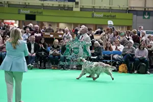 English Setter showing