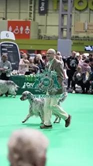 Rare Prints: English Setter showing