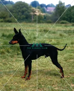 English Toy Terrier