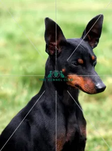 English Toy Terrier-Black and Tan