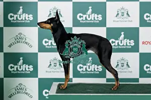 Saturday Prints: English Toy Terrier (Black and Tan) Best of Breed Crufts 2026
