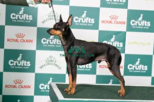 english toy terrier black tan bob