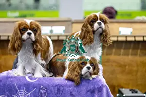 Toy Group Prints: Enid, Wednesday and Pugsley, Cavalier King Charles Spaniels