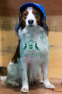 Kooikerhondje Prints: Enzo the Kooikerhondje, along with other Kooikerhondje