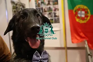 Estrela Mountain Dog at Discover Dogs