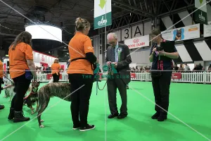 Bronze award kennel club 2025