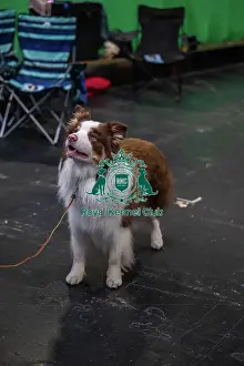 Border Collie Prints: Falconmoor Wise Guy PBEGEX CDEX UDEX AW(B)