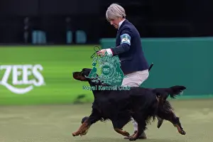 Crufts 2026 Junior Warrant Prints: Faux, a Gordon Setter, competing in the Junior Warrant Final today (05)