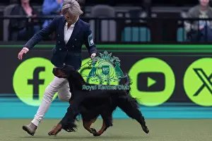 Crufts 2026 Junior Warrant Prints: Faux, a Gordon Setter, competing in the Junior Warrant Final today (05)