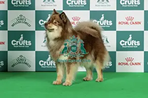 Thursday Prints: Finnish Lapphund Best of Breed Crufts 2026