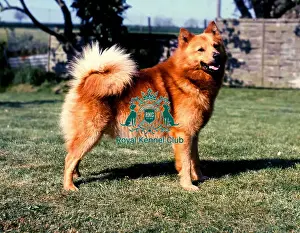 Finnish Spitz
