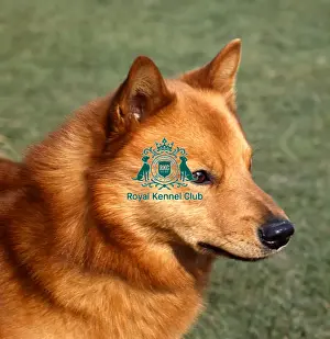 Finnish Spitz