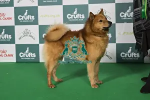 Crufts 2025 Best Of Breed Prints: Finnish Spitz BOB