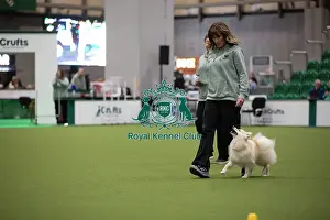 Obedience Ring Prints: Fiona and Bodhi- FCI Obedience Display
