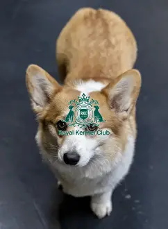 Welsh Corgi Pembroke Prints: Florance, a Welsh Corgi (Pembroke) today (Sunday 09)