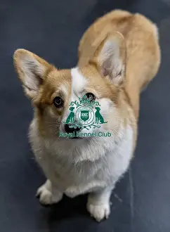 Welsh Corgi Pembroke Prints: Florance, a Welsh Corgi (Pembroke) today (Sunday 09)