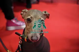 Italian Greyhound Prints: Florence Italian Greyhound at Discover Dogs