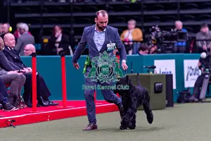 Giant Schnauzer Prints: Florence Vallet and Nicolas Taffu from France with Xia