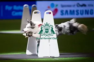Flyball
