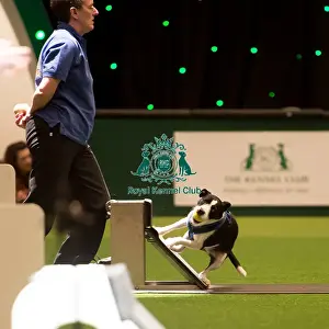 Flyball