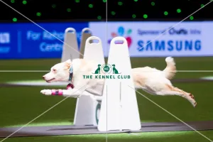 Flyball