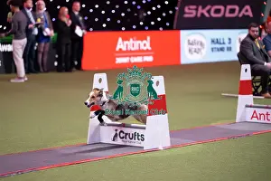 Flyball Prints: Flyball