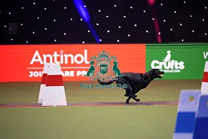 Flyball Prints: Flyball